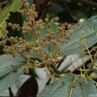 Miconia calvescens DC.